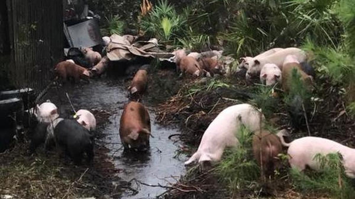 Un camión que transportaba cerdos se volcó en la I-95, cerca de Crescent Beach, Florida, el jueves 23 del 2017.