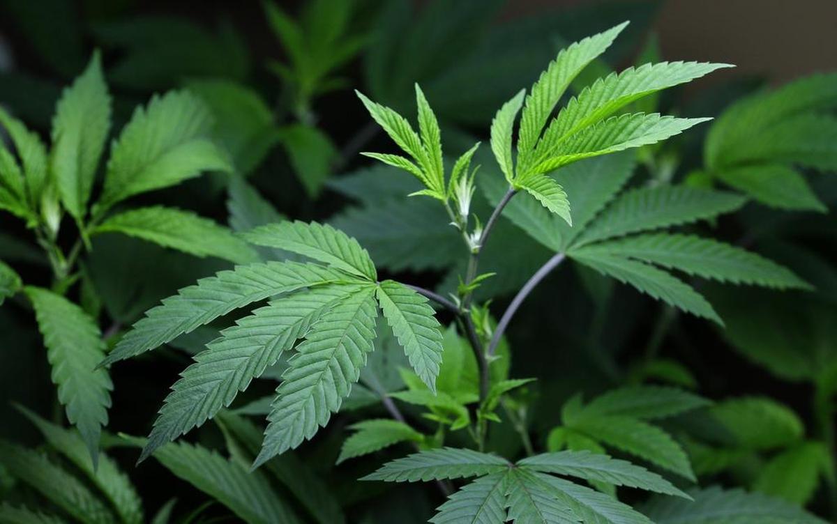 FILE - In this Oct. 16, 2013, file photo, marijuana clone plants that are used to grow medical marijuana are displayed under a light at a medical marijuana cooperative in Seattle. The American Medical Association agreed Monday, Nov. 16, 2015, to push for regulations requiring warnings be written on medical and recreational pot products and posted wherever they are sold, based on studies suggesting marijuana use may be linked with low birth weight, premature birth and behavior problems in young children. (AP Photo/Ted S. Warren, File)