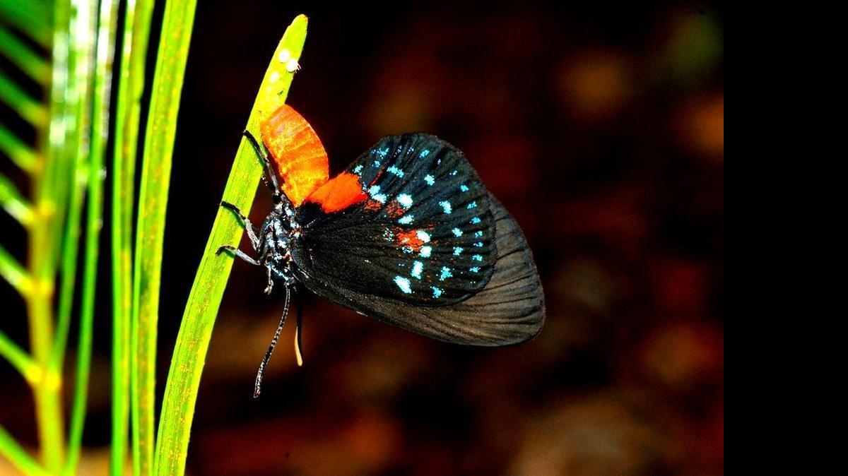 
La mariposa atala de Florida, fotografiada aquí con huevos, es una de las cinco especies que el profesor de FIU, Gary Rand , usara para investigaciones que muestran que las fumigaciones son más nocivas para las mariposas de lo que se pensaba antes.
