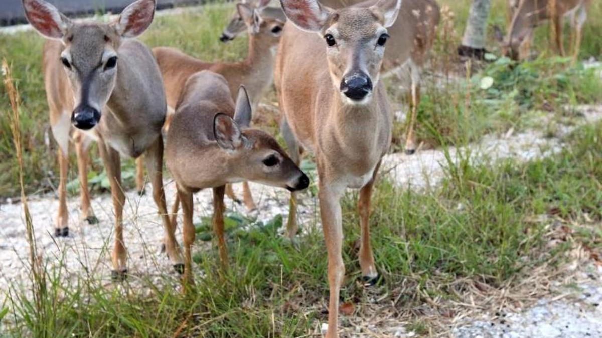El Servicio de Vida Silvestre federal informó que no se han detectado nuevas moscas en los últimos 90 días.