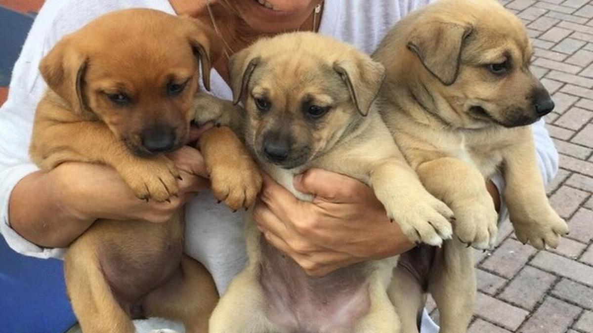 Los tres perritos rescatados por los bomberos en el cementerio Mount Sinai.