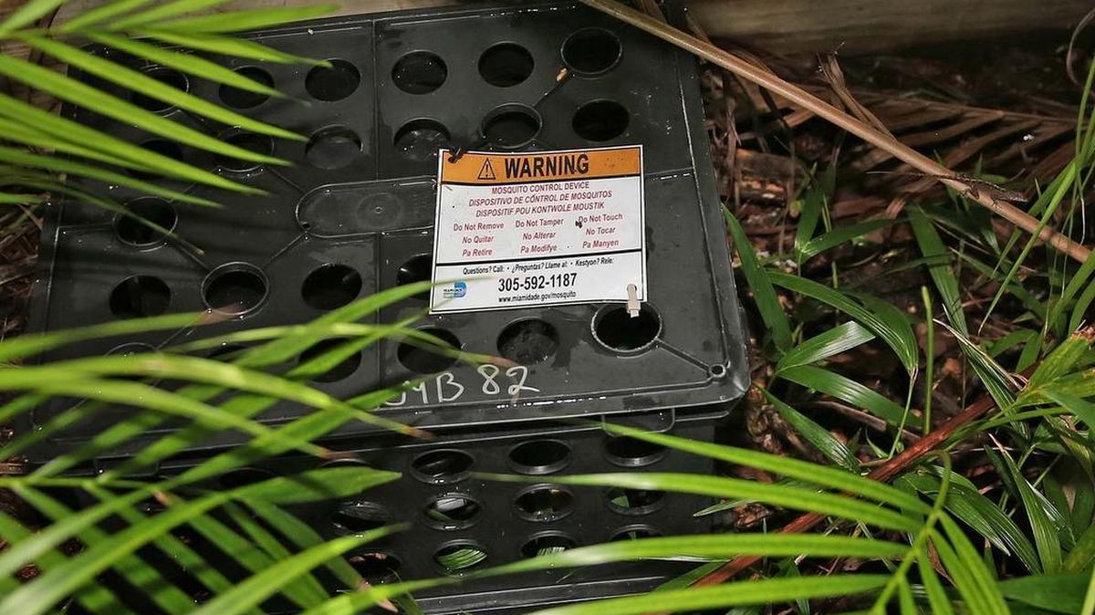 Una trampa para atrapar mosquitos que transmiten el virus del zika fue colocada en un complejo residencial en Miami Beach, en septiembre de este año.