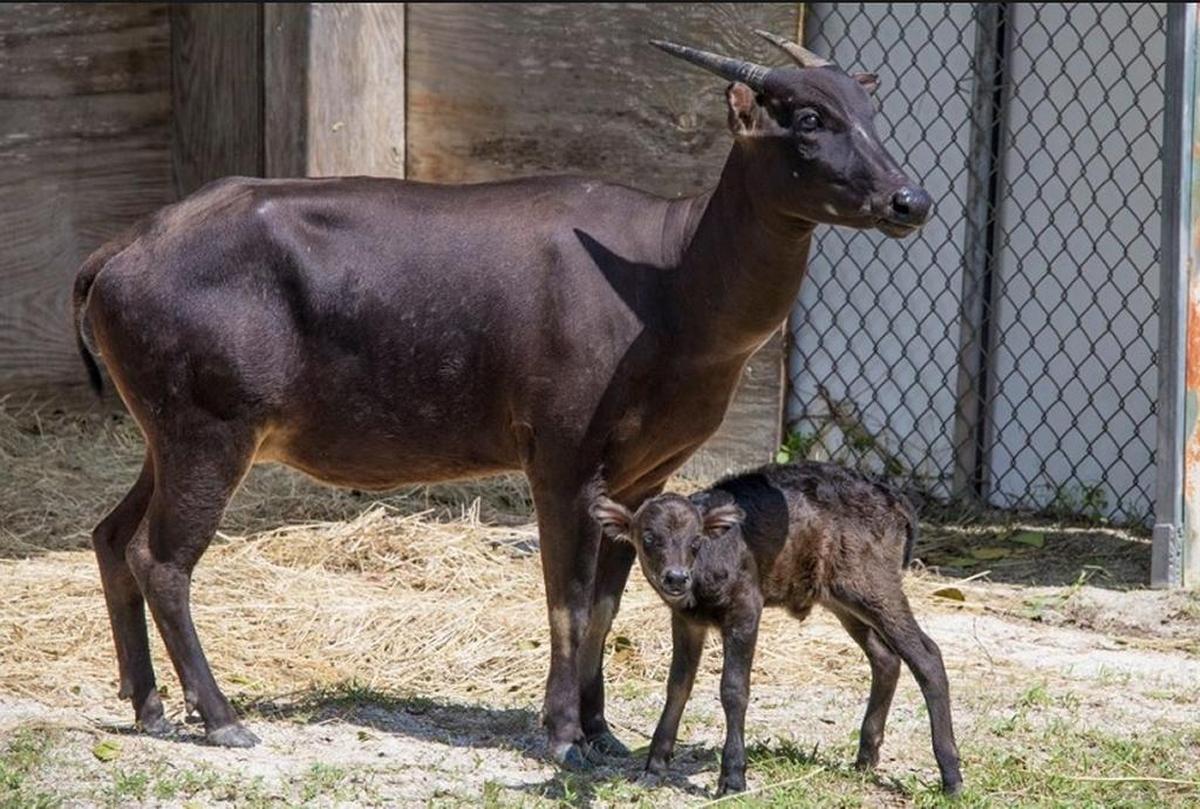 Esta Anoa recién nacida fue otra de las hembras que nació en el Zoológico de Miami poco antes de que el huracán Irma azotara el estado de la Florida.