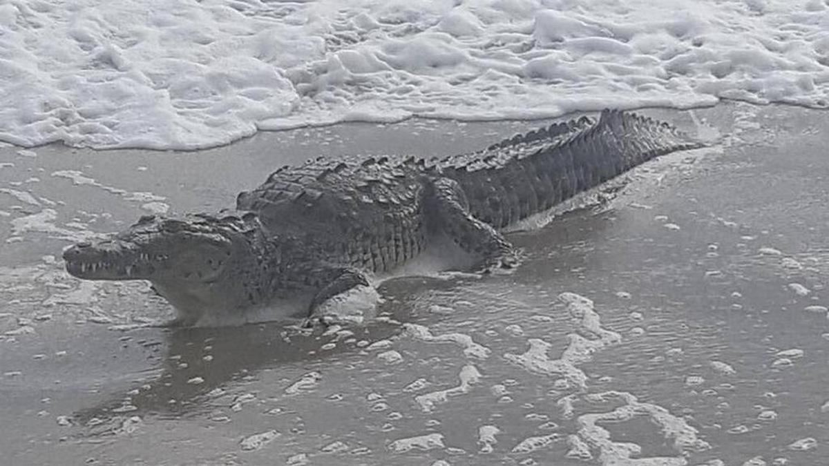 Una de las primeras imágenes del cocodrilo americano que apareció en Hollywood Beach.