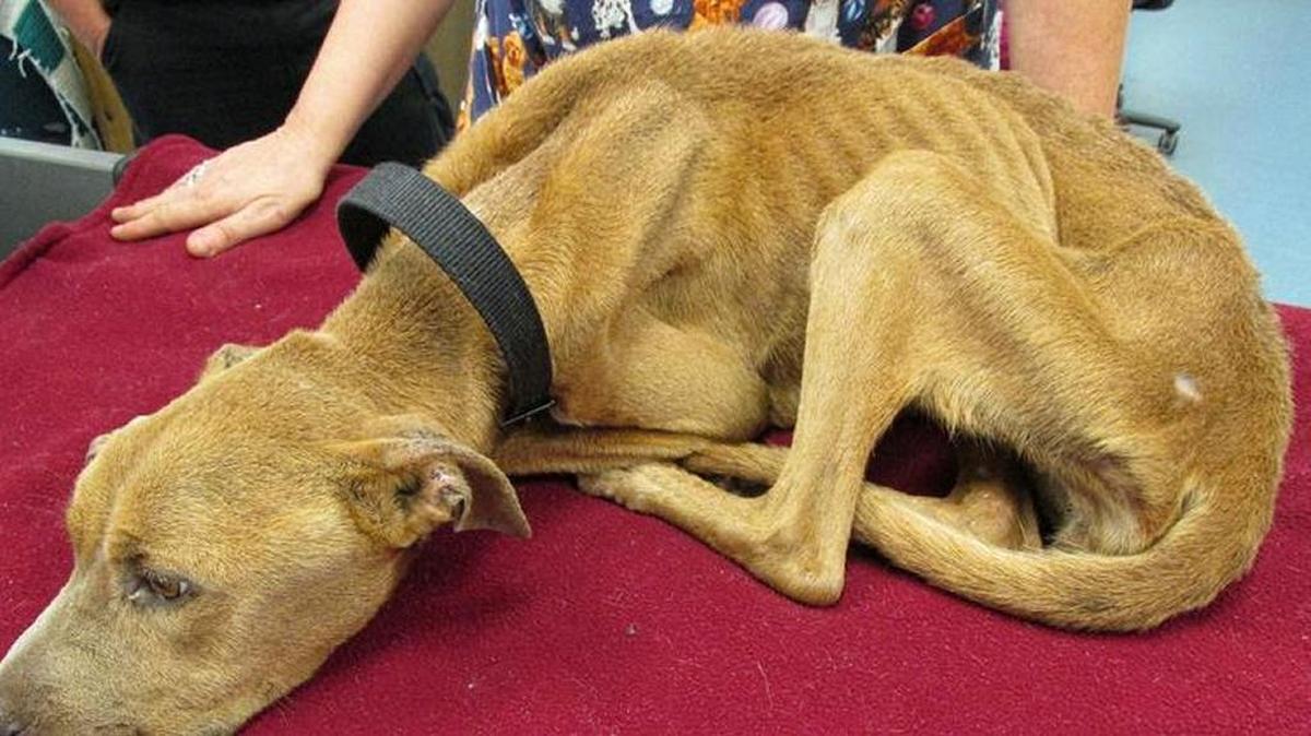 
La pitbull Bella estaba totalmente emaciada cuando fue rescatada por oficiales de Control y Cuidado Animal del Condado de Palm Beach en junio de 2014.
