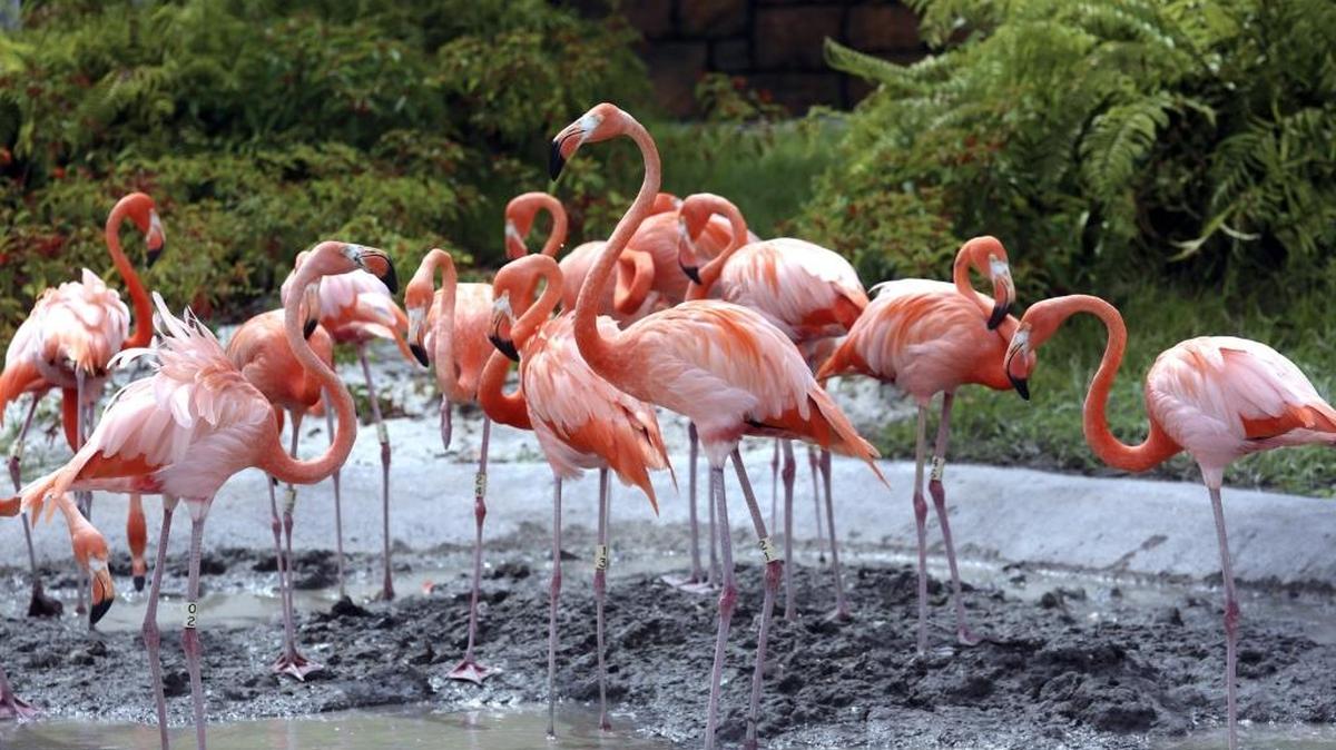 Flamingos en el Zoo Miami. Ese zoológico inaugurará la exhibición “Florida: Misión Everglades”, el 10 y 11 de diciembre próximos.