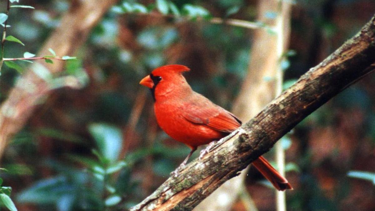 Un cardenal fotografiado en el Condado Wakulla.