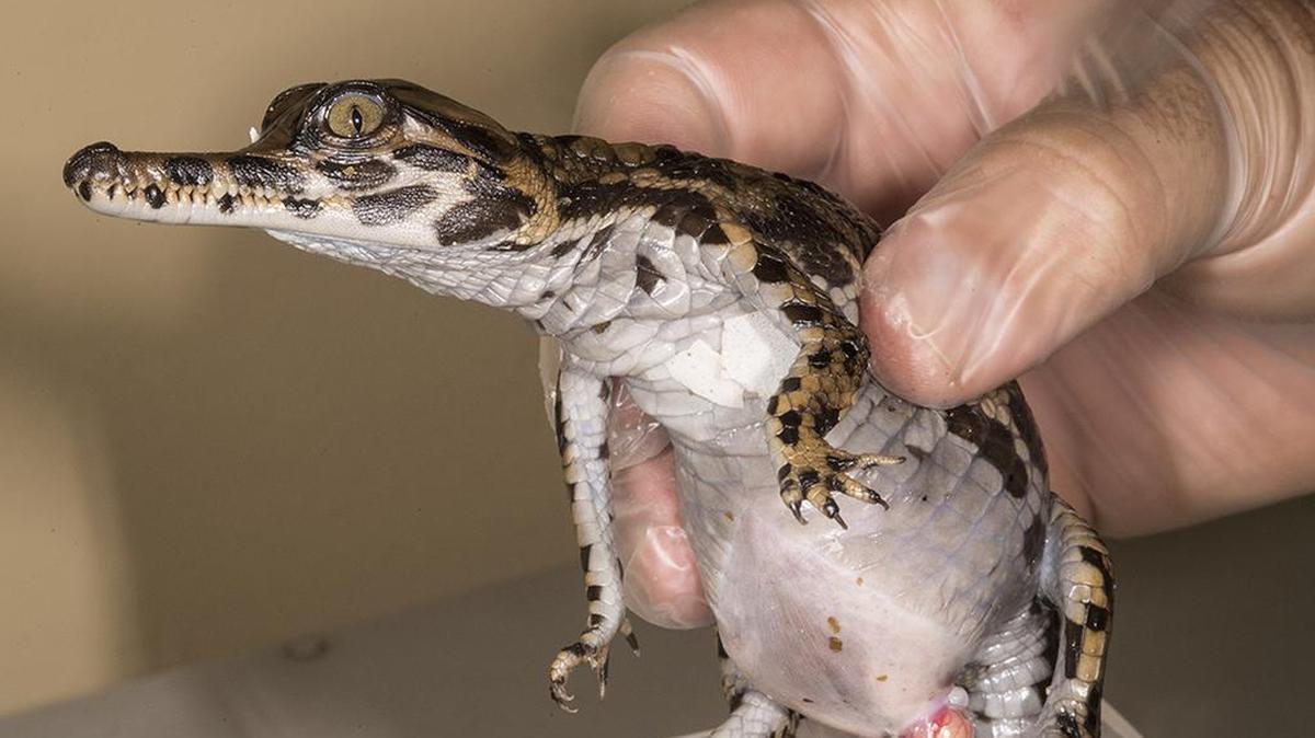 Ron Magill, portavoz del Zoo Miami, dijo que se sabe muy poco acerca de los falsos gaviales debido a que sus números son muy bajos (menos de 2,500) en la naturaleza.
