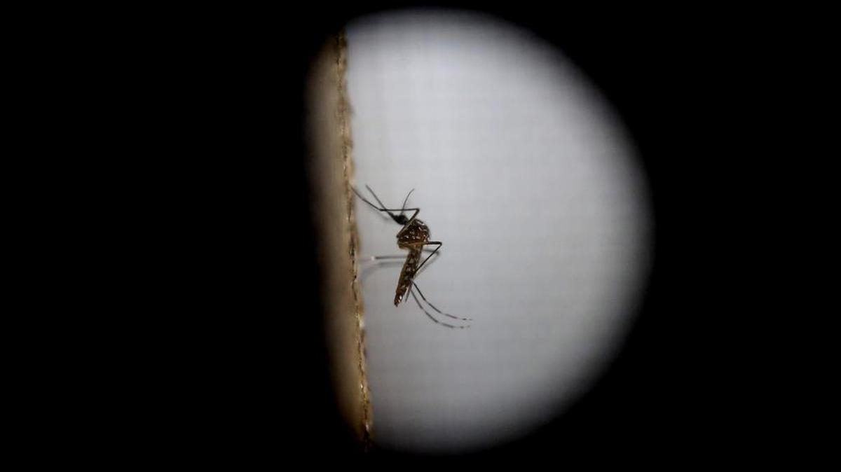 Antes de Estados Unidos, el virus ha sido detectado ya en países como Colombia, El Salvador, Brasil, Barbados, Guatemala, Guyana Francesa, Honduras, Martinica, México, Paraguay, San Martín, Surinam y Venezuela.