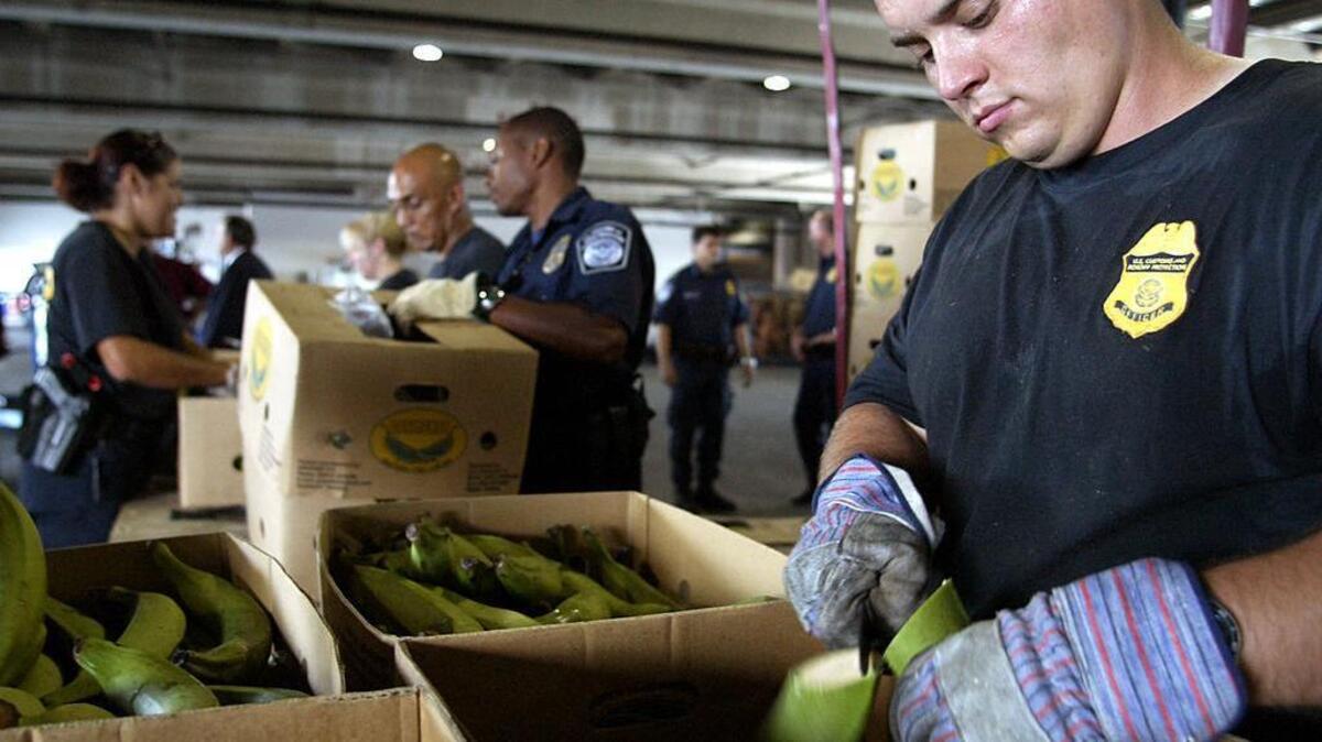 Un agente aduanal de EEUU revisa un envío de plátanos, luego que funcionarios descubrieron más de 1,000 libras de cocaína en contenedores llenos de plátanos que arribaron al Puerto de Miami. Foto de archivo.