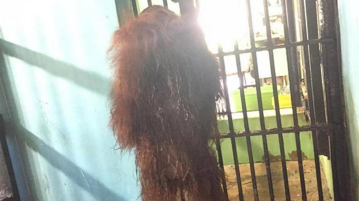 Mei, una orangután de 32 años, en el espacio donde pasa la noche, toda mojada de la humedad y la suciedad dentro de la celda de hormigón.