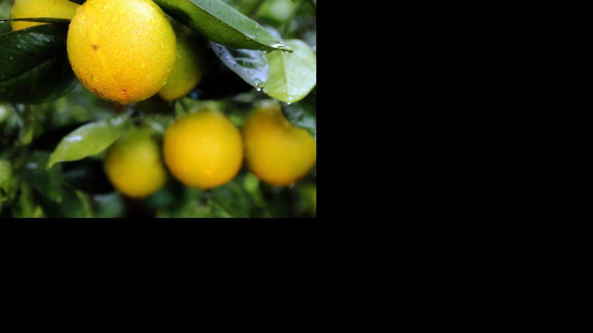 
Naranjas Valencia crecen en un naranjal regado con el sistema de hidroponia abierta en Indiantown Grove.


