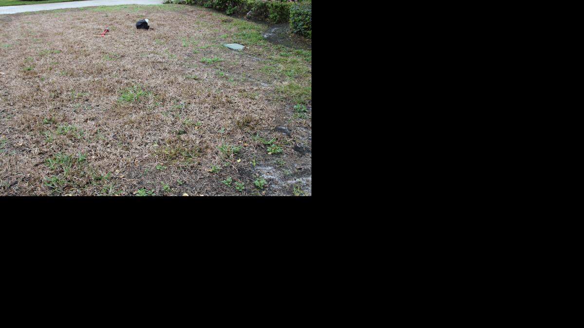 
Scientists have no way to treat or stop the spread of the virus, other than to clean lawn equipment to reduce the spread of sap from infected grass.
