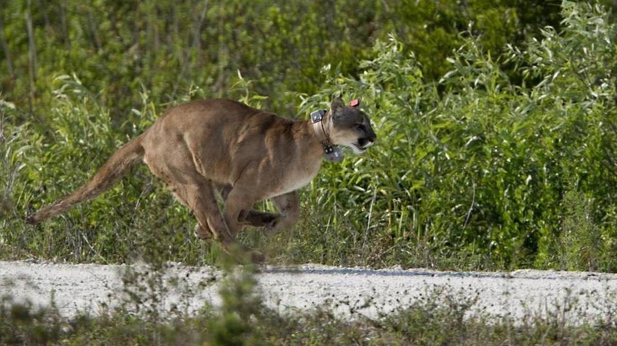 Un pantera de la Florida macho es liberada en abril de 2013.