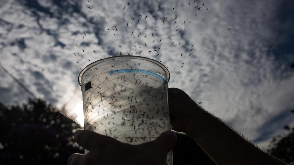 Un biólogo lanza mosquitos genéticamente modificados en la ciudad de Piracicaba, Brasil.
