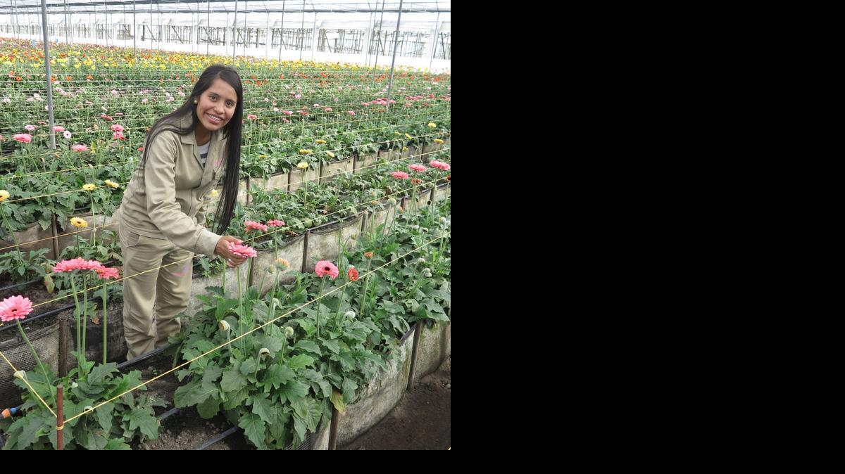 
Una empleada trabaja en un vivero de flores en las afueras de Medellín. Colombia envía unos 500 millones de flores a Estados Unidos solo por San Valentín.
