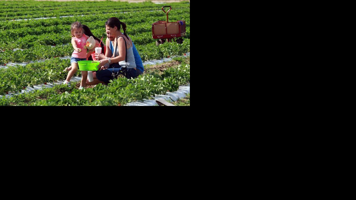 
Una familia de Florida recoge fresas en un mercado abierto de Homestead el martes.


