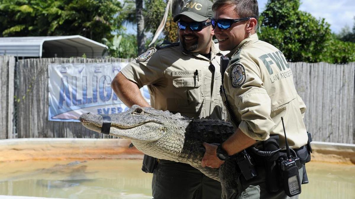 Dos agentes de la Comisión de Conservación de la Flora y la Fauna de la Florida (FWC) durante el entrenamiento en la Granja de Caimanes Everglades, el miércoles 25 de mayo.