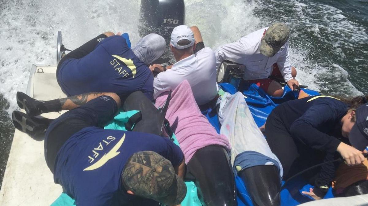 El equipo de rescatistas de DPMMC con cuatro de los cinco delfines rescatados el sábado de las aguas de los Cayos.