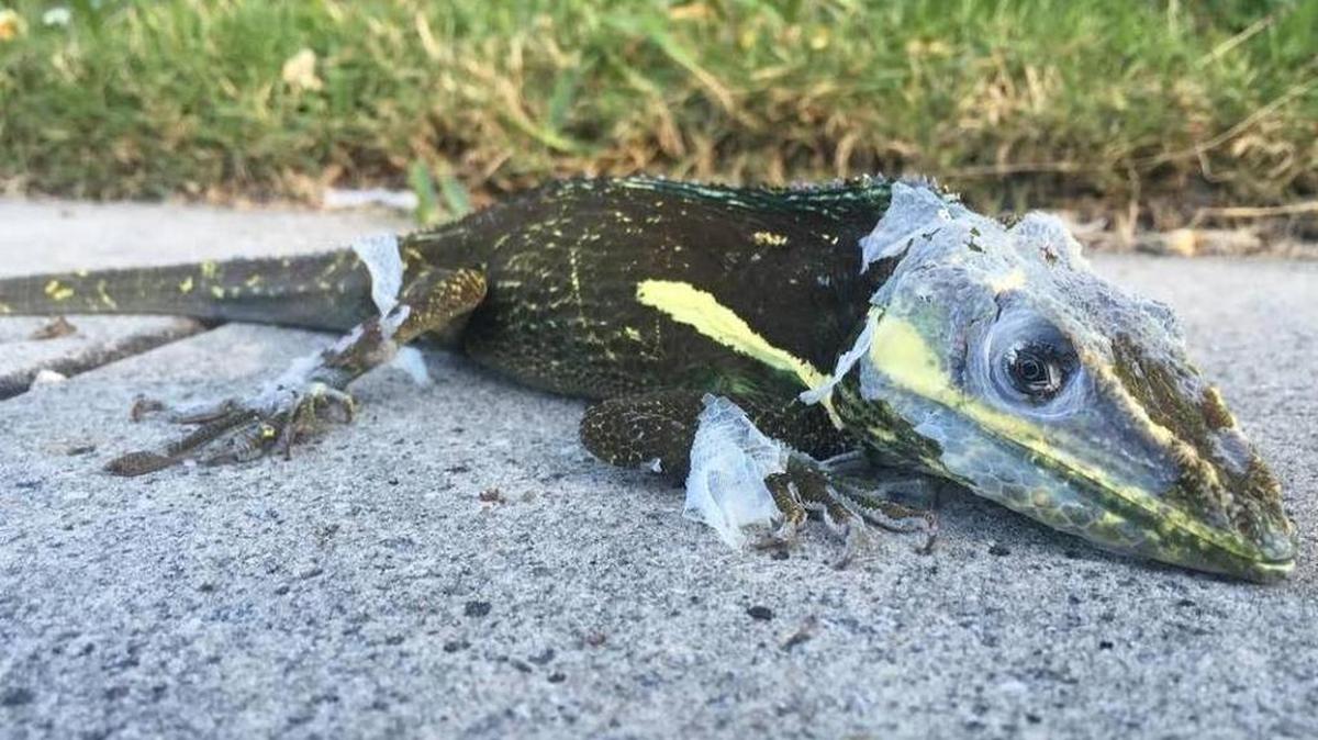 Hasta las lagartijas sintieron el frío y quedaron entumecidas en el sur de la Florida. Este lagarto anolis caballero visto en una vereda de Miami Shores se puso en modo de invernación por las temperaturas, el domingo por la mañana.