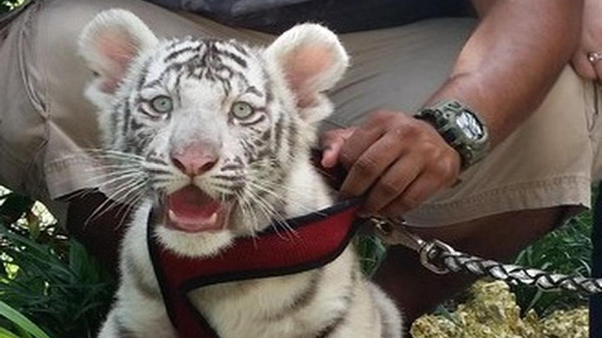 
El cachorro de tigre por el que Gómez pagó a un zoológico privado para que su hija pudiera acariciarlo 
