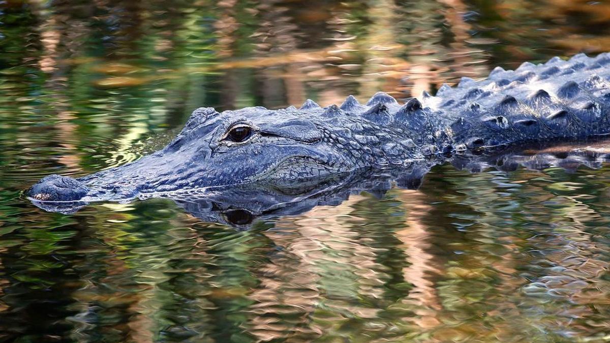 Esta foto de archivo tomada el 20 de abril, el año 2016 muestra un cocodrilo nadando en los humedales de Wakodahatchee en Delray Beach, Florida.