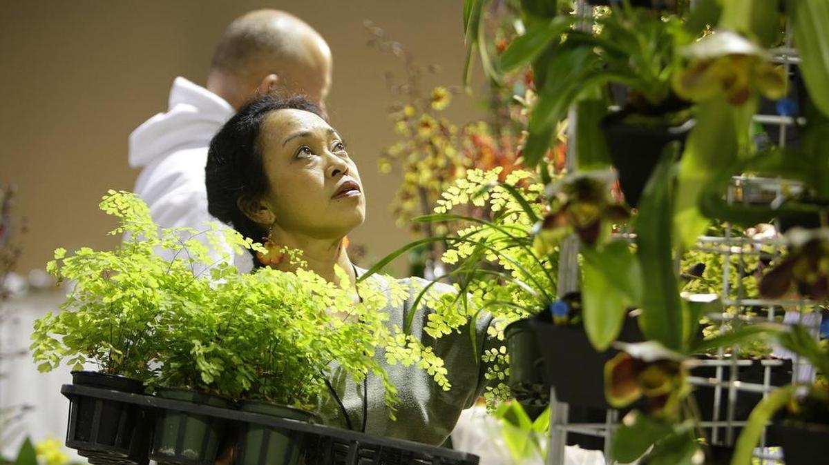 Helen Rivenbark repone helechos para la venta en los exhibidores del espacio que tenía en el Festival internacional de orquídeas Tamiami el domingo en los espacios de La Feria.