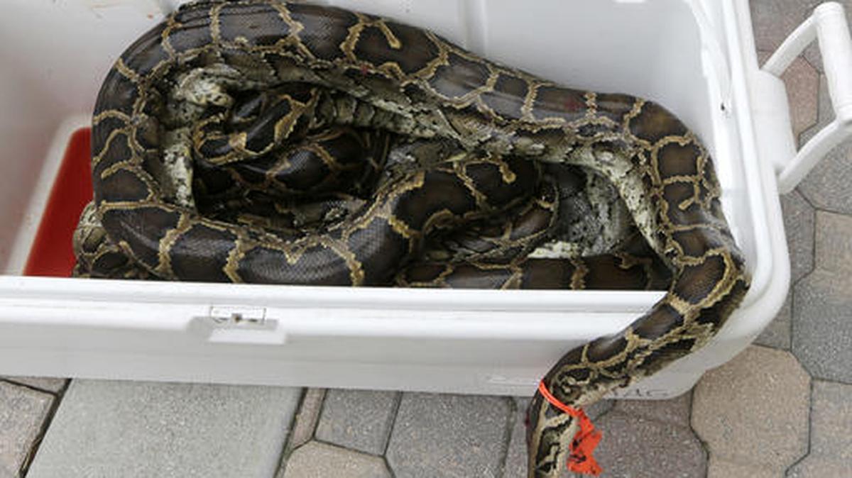 El cadáver de una pitón se mantiene frío dentro de una hielera, el 23 de febrero. Fue comprado en el negocio American Gator Productos de Hollywood y cazado en los Everglades. 