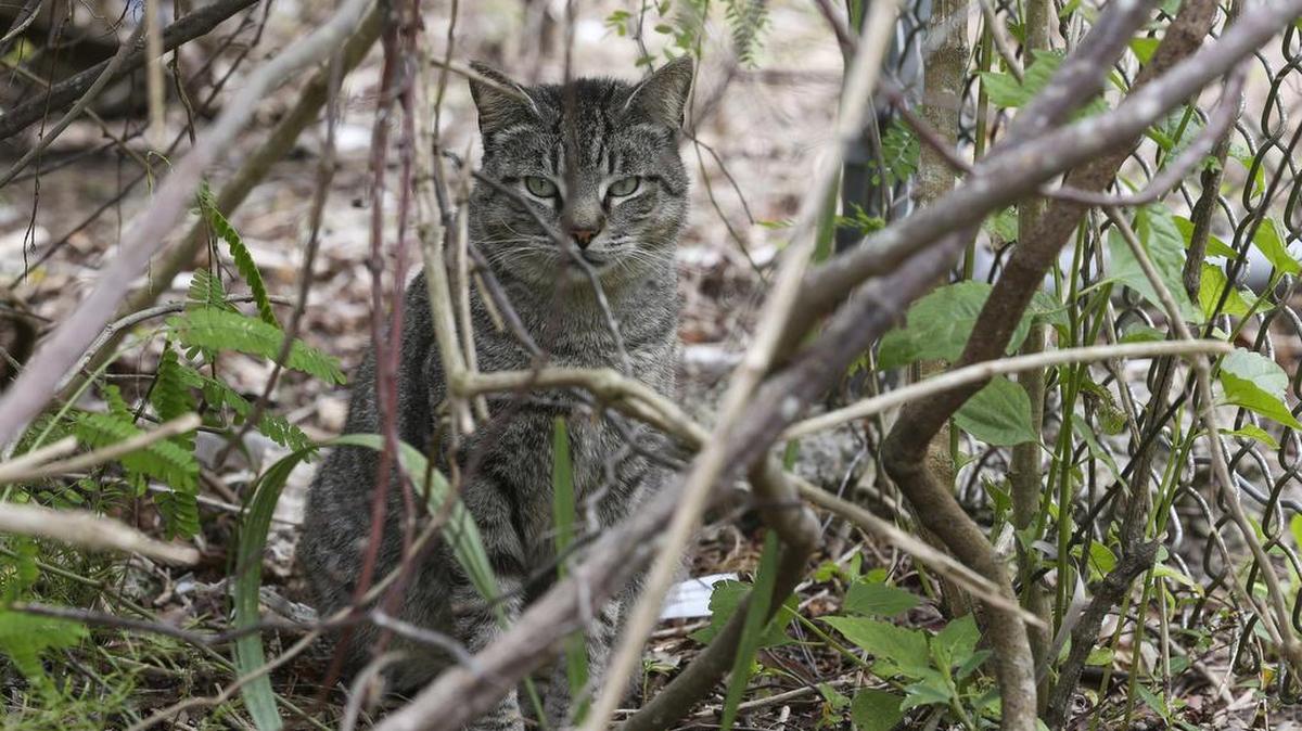 Un gato callejero en el parque Larry and Penny Thompson Memorial Park. Foto de archivo.