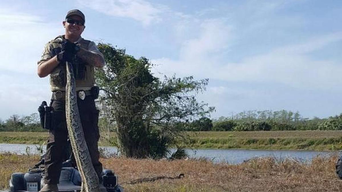 James Bales, un funcionario de protección de la vida silvestre de la tribu Miccosukee, sostiene una pitón birmana de 15 pies que estaba apareándose con cuatro machos cuando la encontraron.