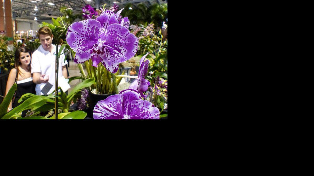 
Una pareja admira unas orquídeas premiadas en el 2015 Tamiami International Orchid Festival, el domingo.
