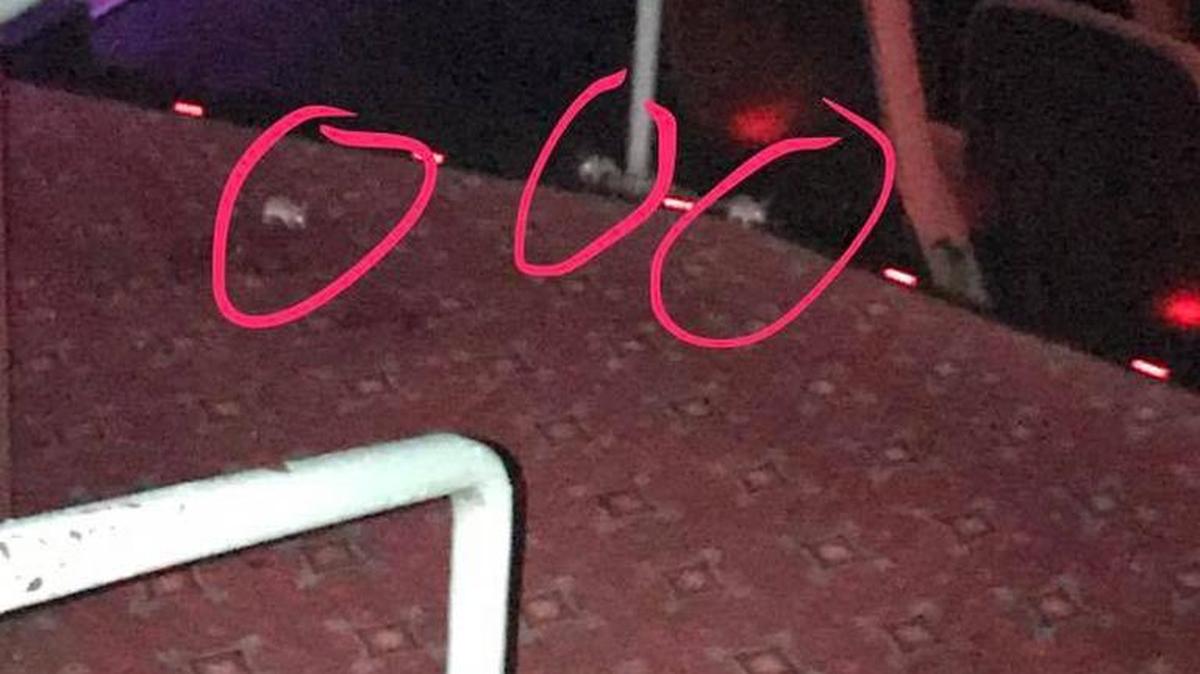 Posibles ratones en una sala de cine en CityPlace de West Palm Beach.
