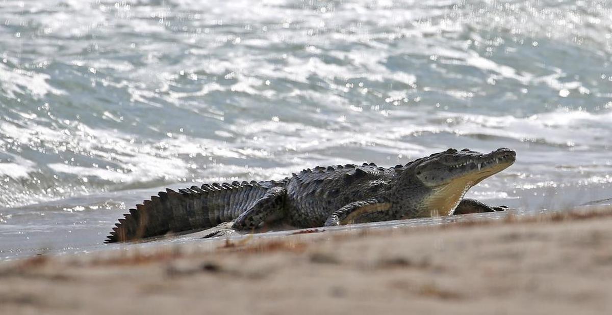 El cocodrilo de seis pies sorprendió a todos cuando apareció en una playa de Hollywood. El apacible pero intimidante animal no lastimó a nadie, solo preocupó a las autoridades de la ciudad.