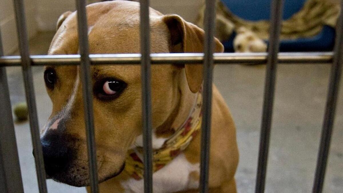 La ordenanza no permitirá que personas convictas de maltratar animales puedan adoptar perros o gatos de los refugios.
