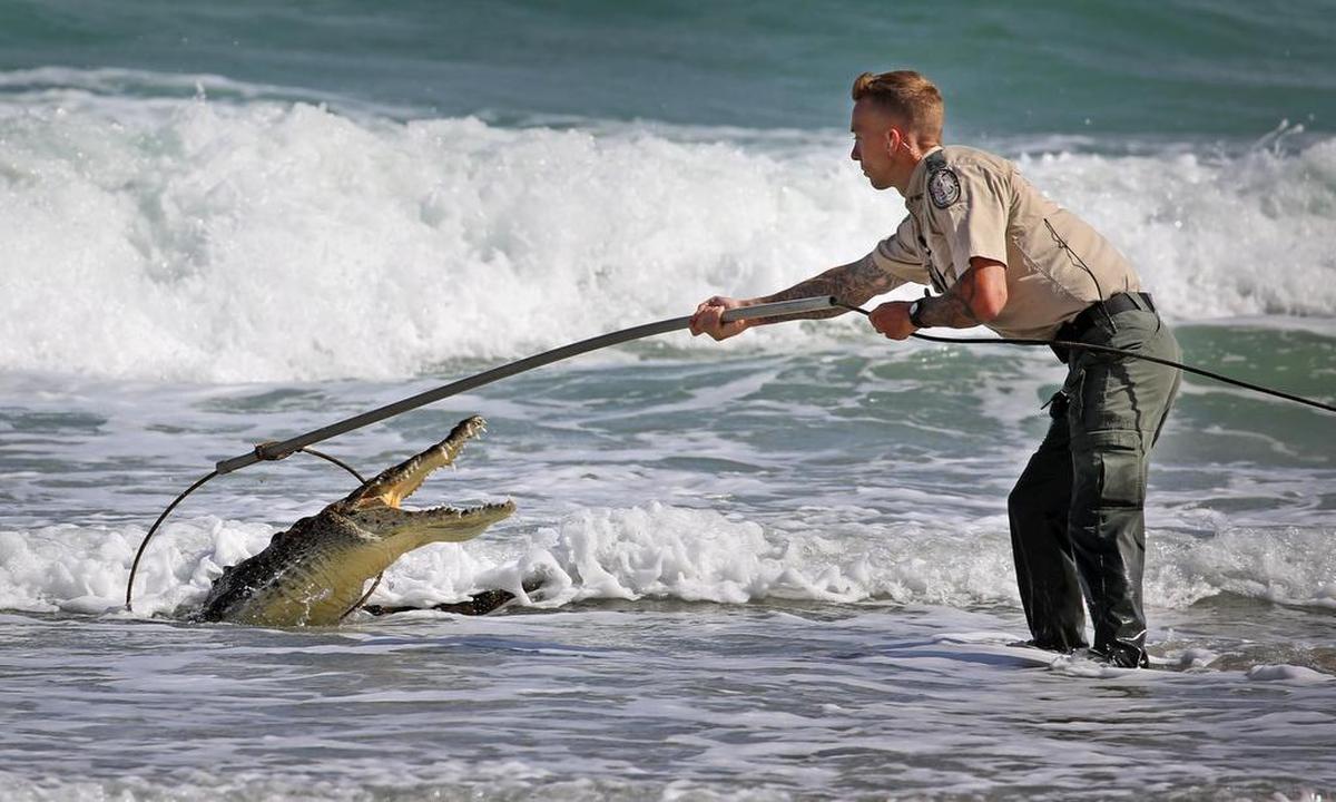 Un agente de la Comisión de Conservación de Pesca y Vida Silvestre de la Florida intenta capturar a un cocodrilo que apareció el lunes en la mañana en una playa de Hollywood Beach, Condado Broward. Después de varios intentos, el animal fue atrapado sin sufrir ningún daño. El cocodrilo americano es una especie protegida y fue reubicado a un hábitat natural.