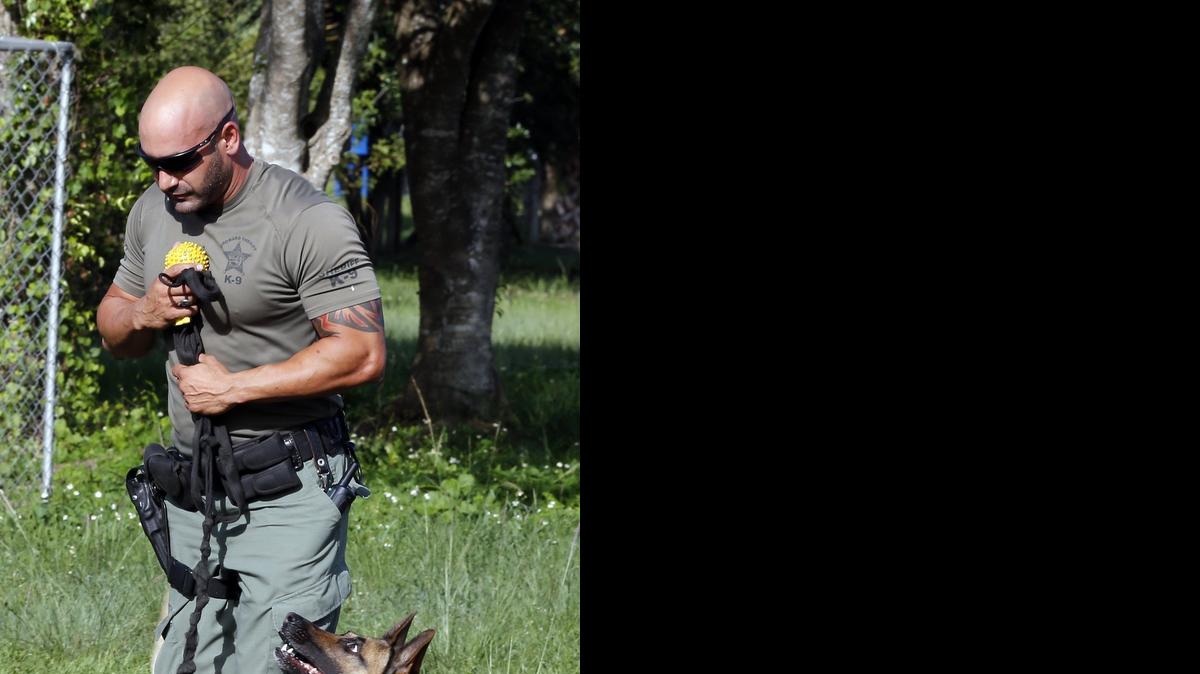 
Loki, un belgian malinois de 77 libras, durante un entrenamiento con su compañero Emmanuel Koutsofias, Diputado del Alguacil de Broward.


