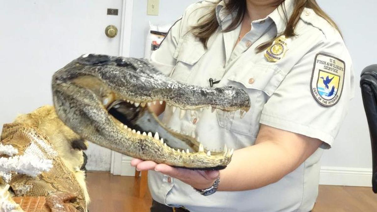 La agente de US Fish & Wildlife Sylvia Gaudio muestra un cráneo de cocodrilo que fue capturado por las autoridades en el aeropuerto internacional de Miami el 3 de febrero de 2016.