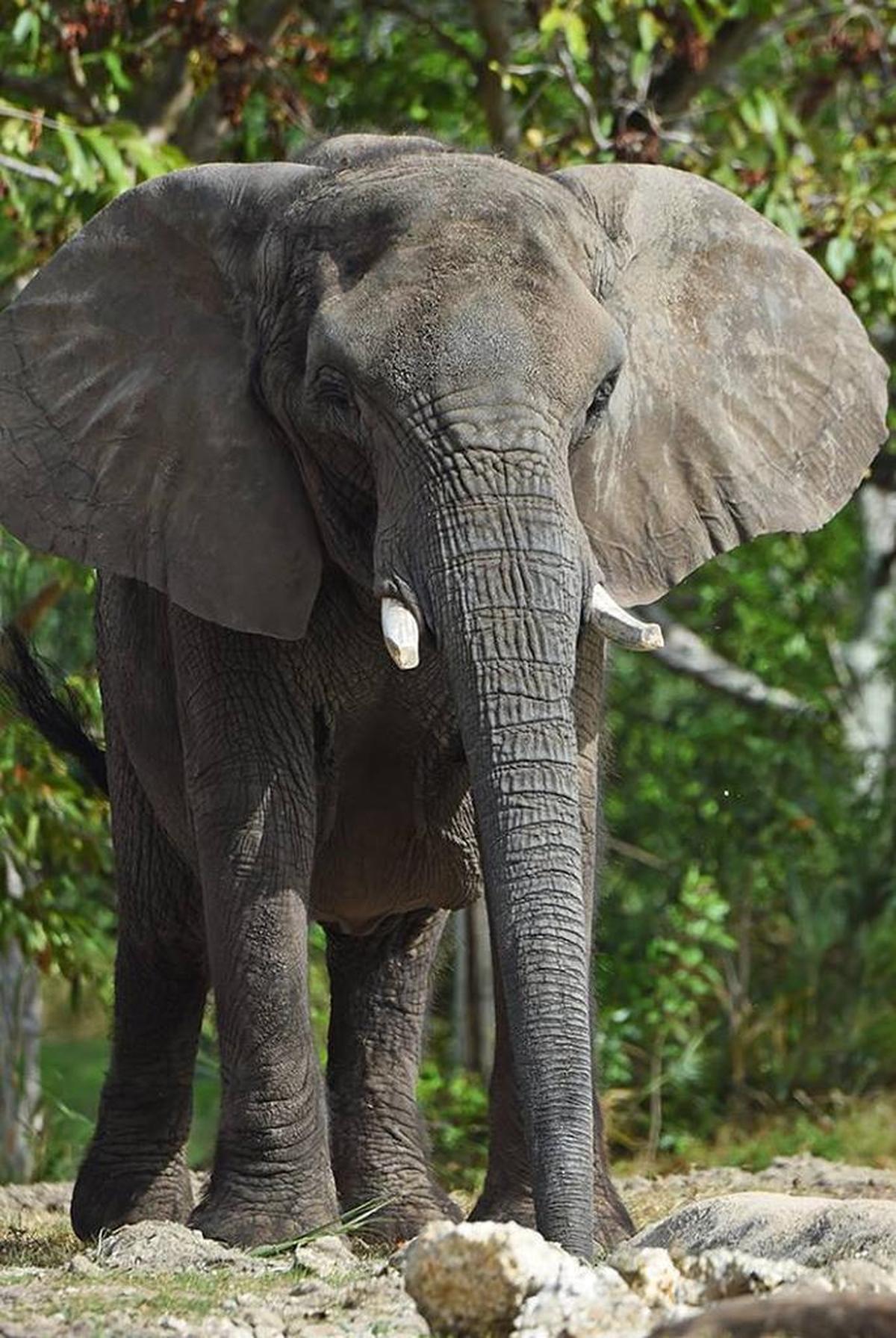 Lisa, la elefante africana de 44 años, murió el martes en el Zoo Miami.