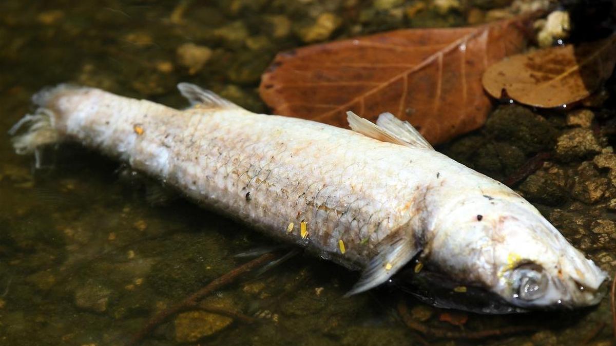 
Los peces muertos comenzaron a aparecer en el lago el viernes pasado y todavía se desconoce la causa.


