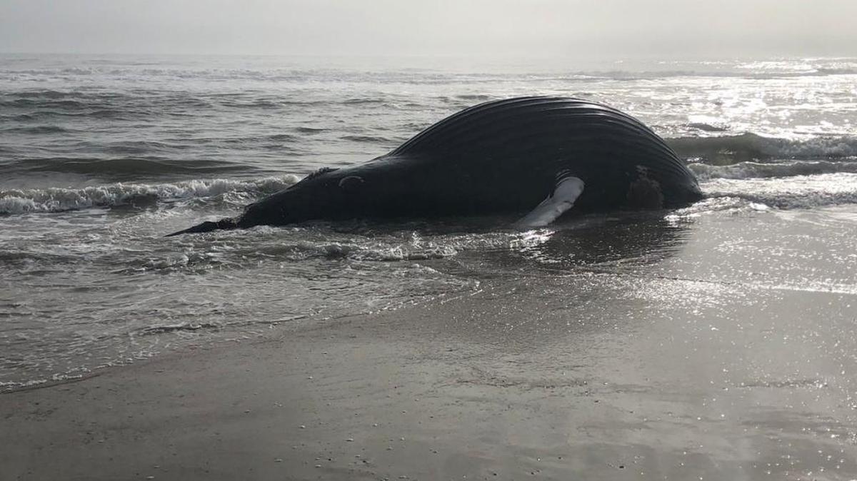 El cuerpo de la ballena jorobada en una playa del norte del estado de Florida, el 28 de enero del 2018.