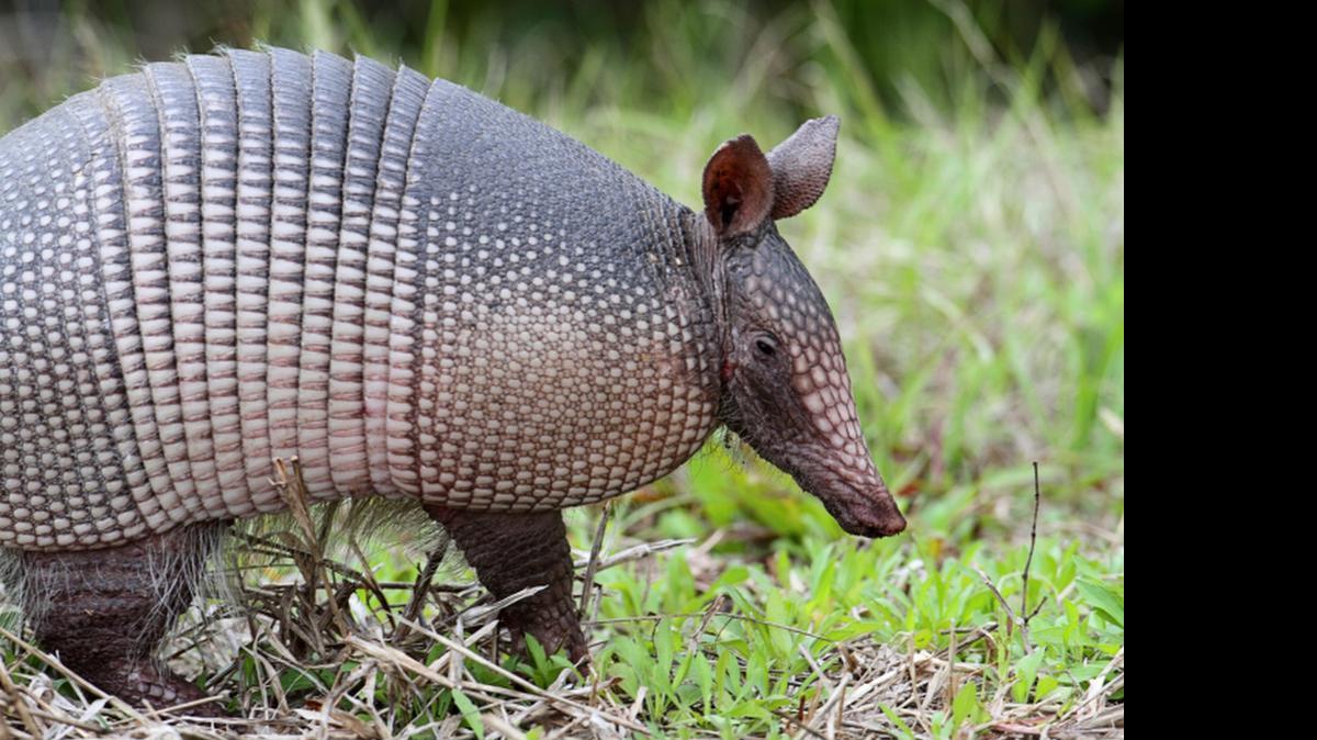 
Los armadillos son usualmente nocturnos, pero en la época de cría en Florida, que coincide con estas fechas, pueden encontrarse durante el día
