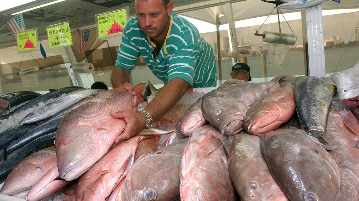 En el 2003, Jorge Sánchez vendía pargos en su mercado en Watson Island. Un estudio de la población de pagos en el Golfo de México, que se desplomó en los años 1980, ayudará a los científicos a comprender mejor la población y ofrecer mejor información a las autoridades reguladoras.