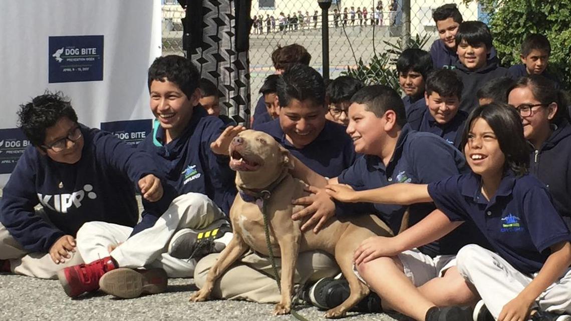 Un pit bull llamado “Lucy” es acariciada por los niños de una escuela como parte de la Semana Nacional de Prevención de Mordidas de Perros en Los Ángeles el jueves 6 de abril de 2017. Los ataques de los perros a los trabajadores postales aumentaron el año pasado a 6,755 casos.