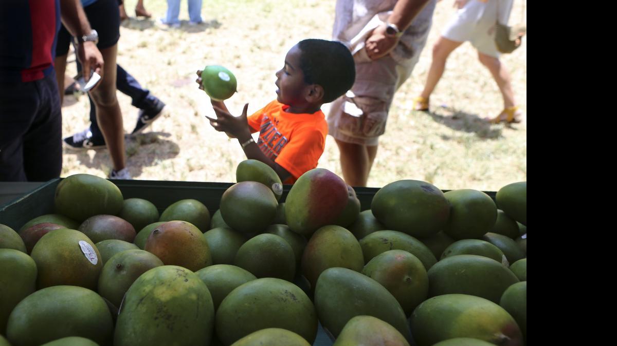 
Omar Santos Jr., de 3 años, escoge un mango para que su familia lleve a casa. 

