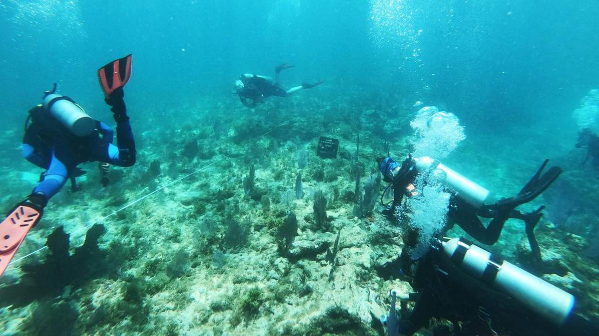 La vida en el arrecife de coral en los cayos está en grave declive debido a varios problemas que incluyen la acidificación del océano, enfermedades de los corales, temperatura del agua, calidad del agua y cambio climático.