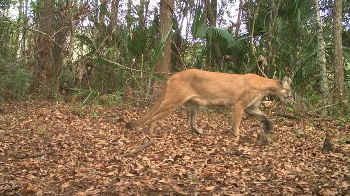 Esta pantera lactante fue fotografiada a principios de marzo del 2017 por una cámara al norte del río Caloosahatchee.