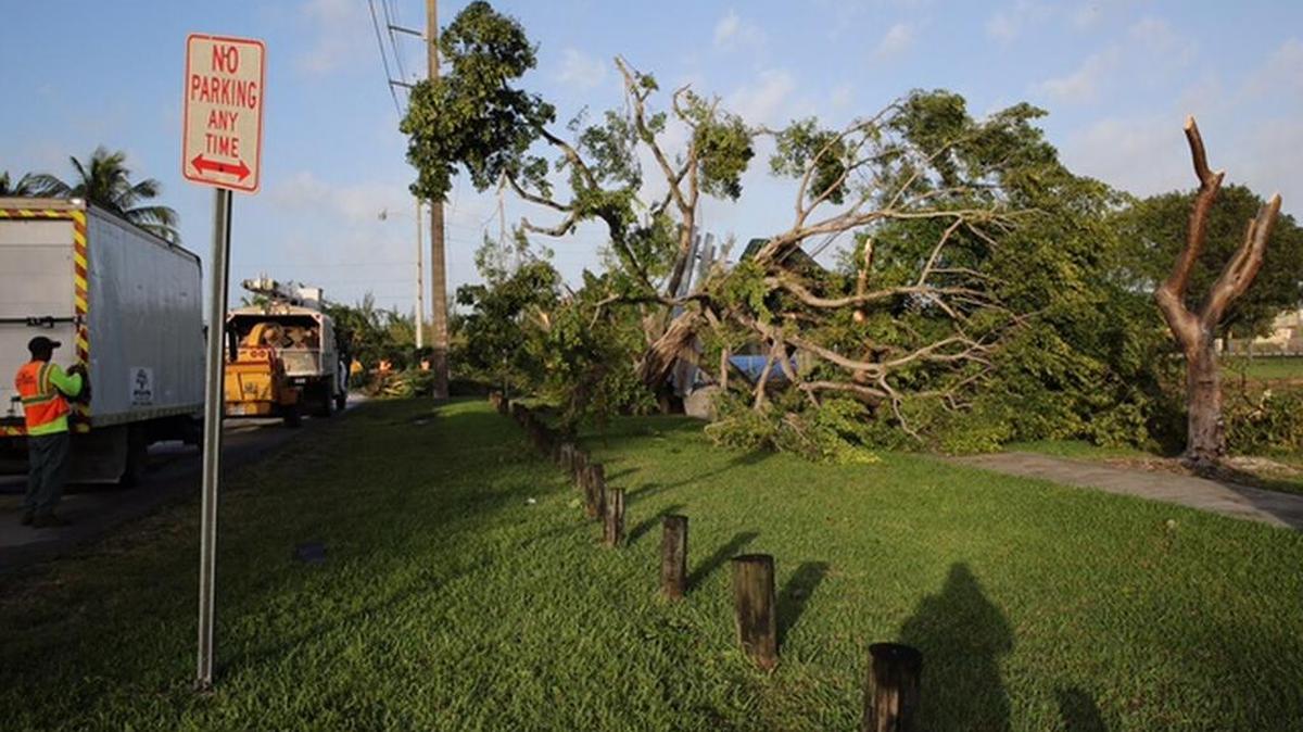 Un posible tornado derribó varios árboles en Peavy Park, Miami Springs, la mañana del lunes 23 de enero.