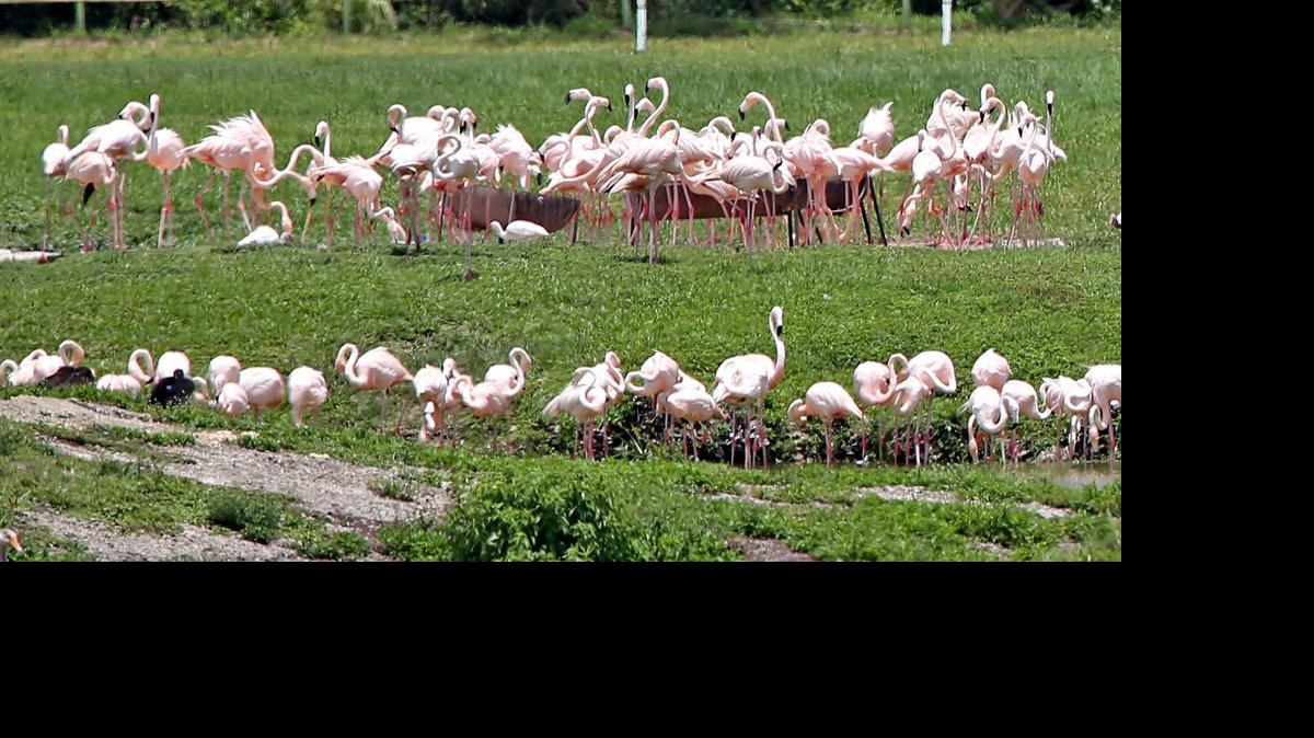 
Las autoridades policiales y de fauna silvestre investigan si los recién nacidos fueron robados para ser vendidos en el mercado negro
