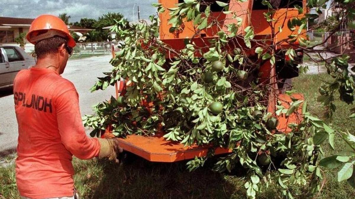 Un trabajador destruye una planta de cítricos en Hialeah en 1997.