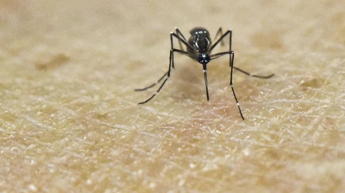 Hasta la fecha se ha detectado el virus zika en 31 países del continente americano.